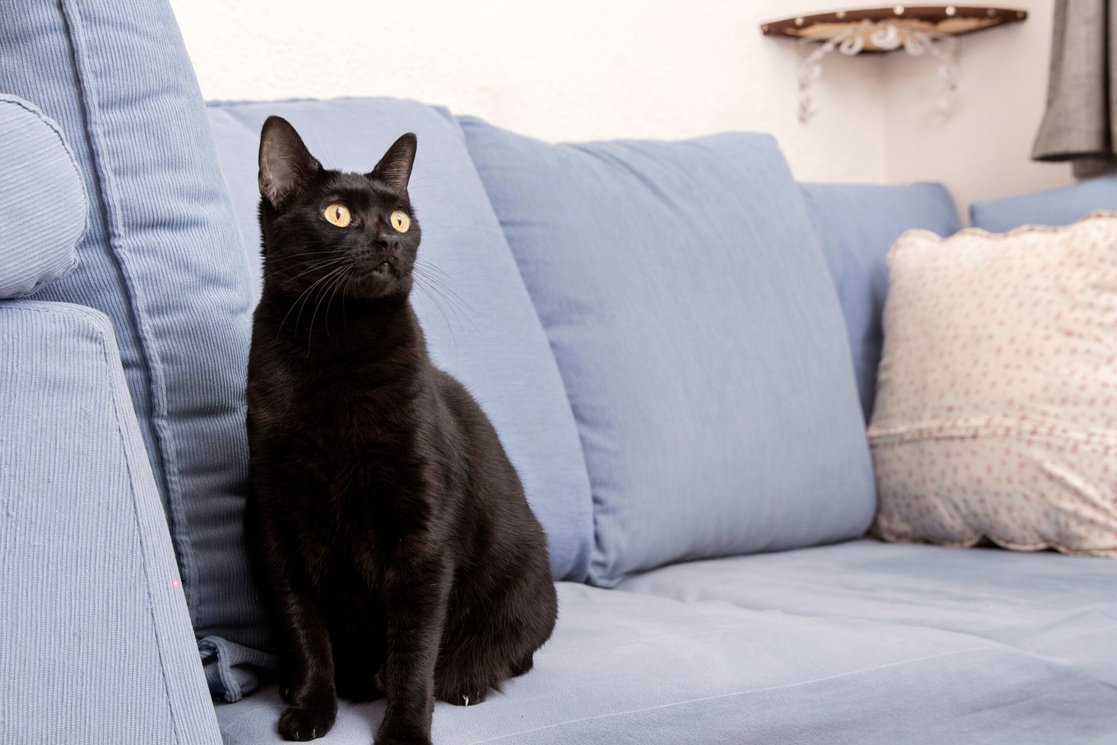 adorable-domestic-kitty-with-copy-space