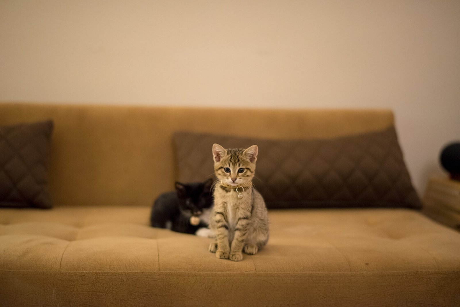 A brown kitten and a black kitten playing on a brown sofa near the pillows