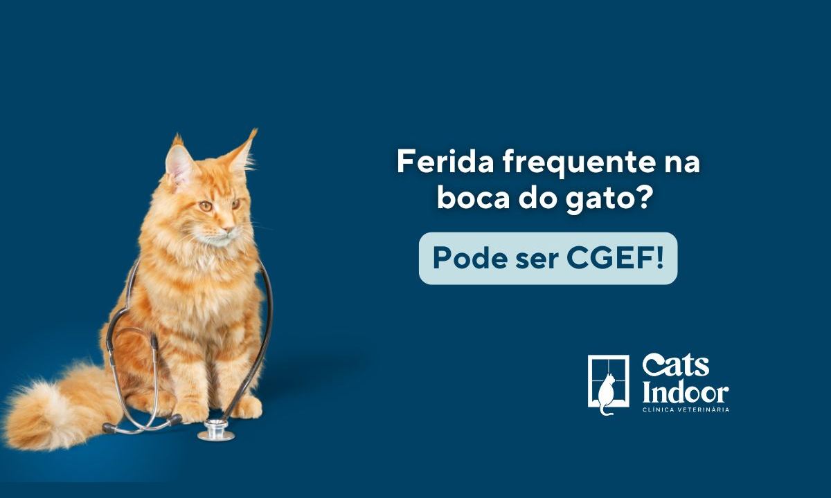 clinica para gatos em porto alegre catsindoor granuloma eosinofilico em gatos feridas na boca o que pode ser