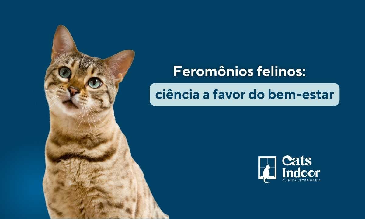 catsindoor feroônio felino clinica veterinaria porto alegre